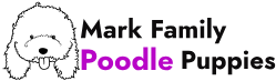 Mark Family Poodle Puppies